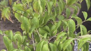 Сортовой кизил в огороде