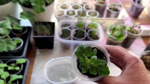 Первые посевы томатов 🍅для теплицы💃Как рассчитать когда сеять ❓