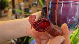 Непостоянство марта, предприимчивые зверюшки и изменившиеся планы