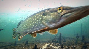 Реакция Щуки на Плотву (Сорогу). Подводная съемка