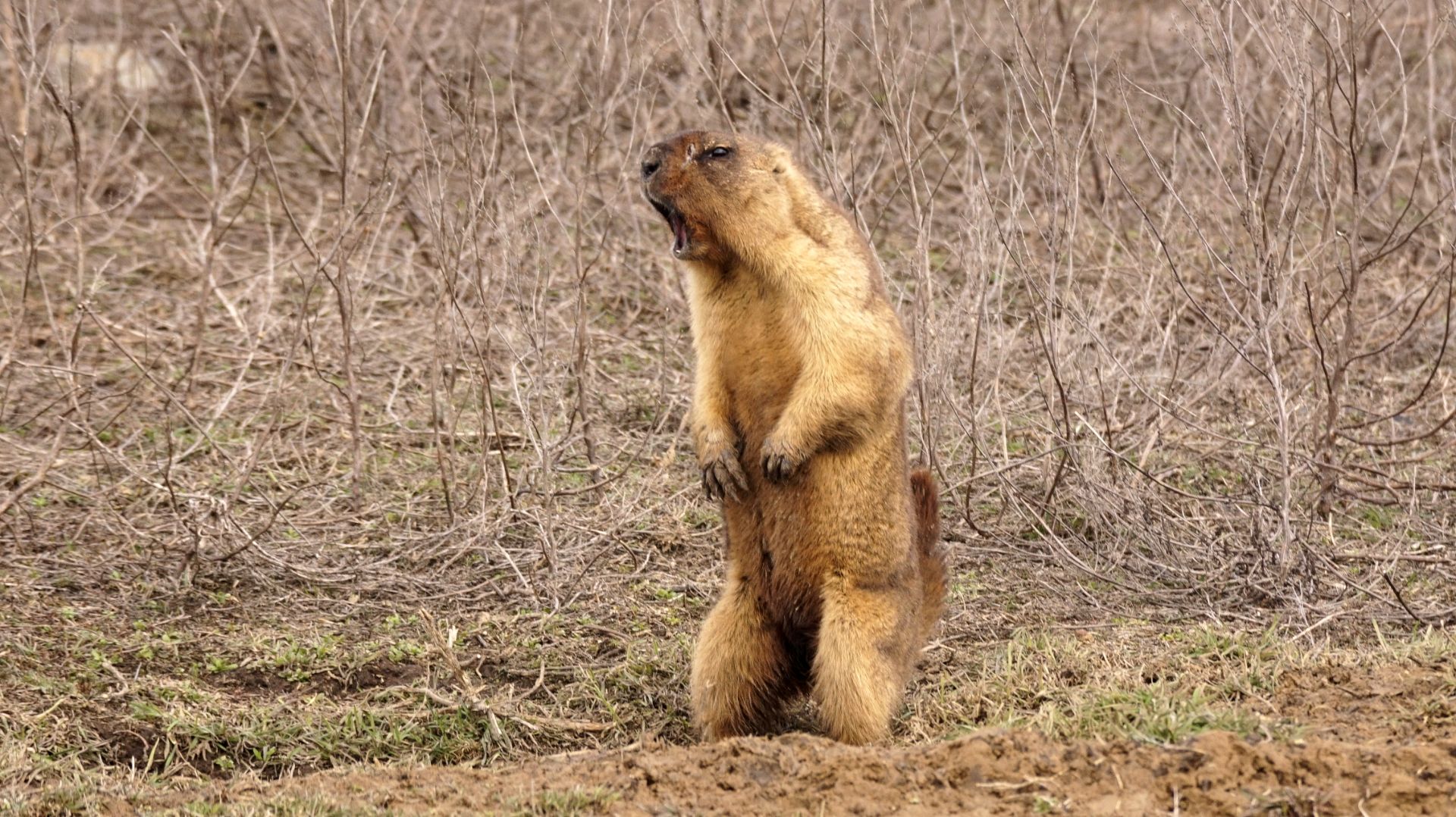 Субботняя прогулка 4. Сурок проснулся.