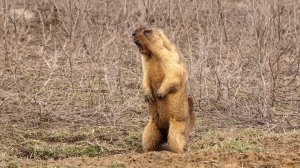 Субботняя прогулка 4. Сурок проснулся.