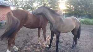 Мы все обожаем массаж. Часть1