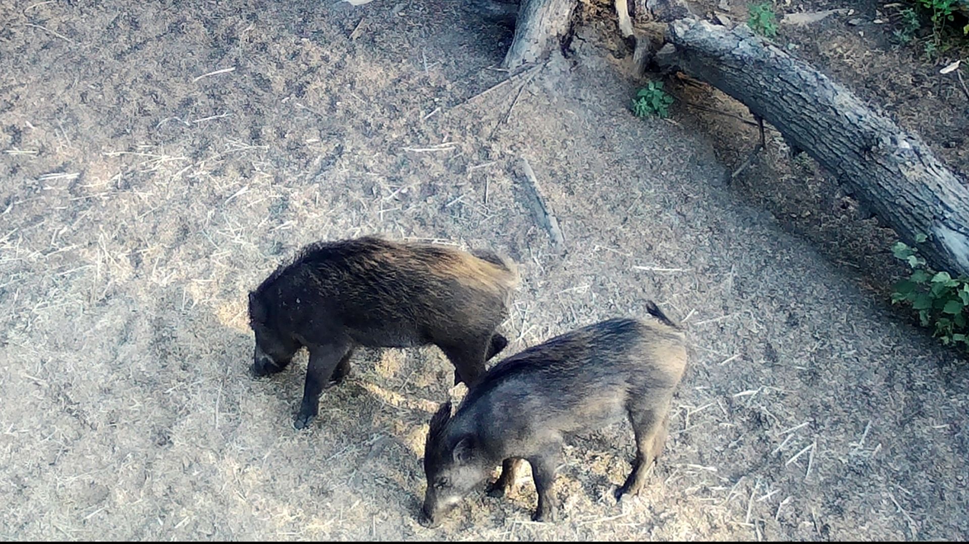 Охота на кабана. Осенний сезон.