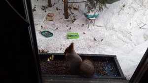 дикие белки