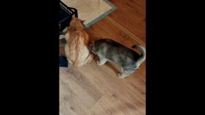 Кот ворует еду у щенка