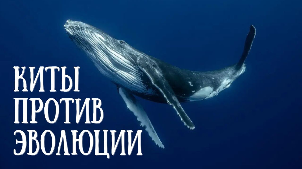 Киты против эволюции
