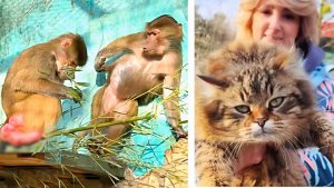 Хотели ПОМОЧЬ Стёпе, но гамадрил ВСЕГДА выбирает ЕДУ! ДРАКА грифов!Люся своё НЕ ОТДАСТ! Кошки и мы😸