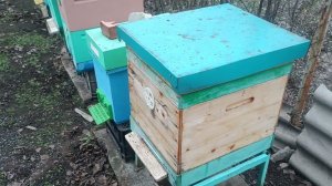 В чём разница Рут и Дадан в зимовке пчёл