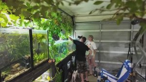 ТРАВНИКИ - в гостях у специалиста по выращиванию аквариумных растений и сотен видов рыб