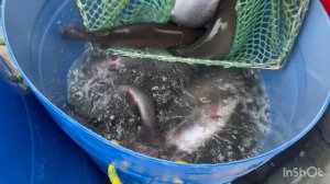 Пополнение садков