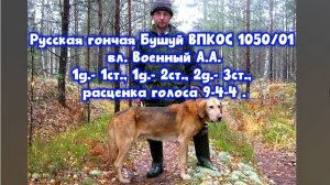 Русская гончая Бушуй ВПКОС 1050/01 вл.Военный А.А.#охотасгончей#собака #животные #топ #hunting