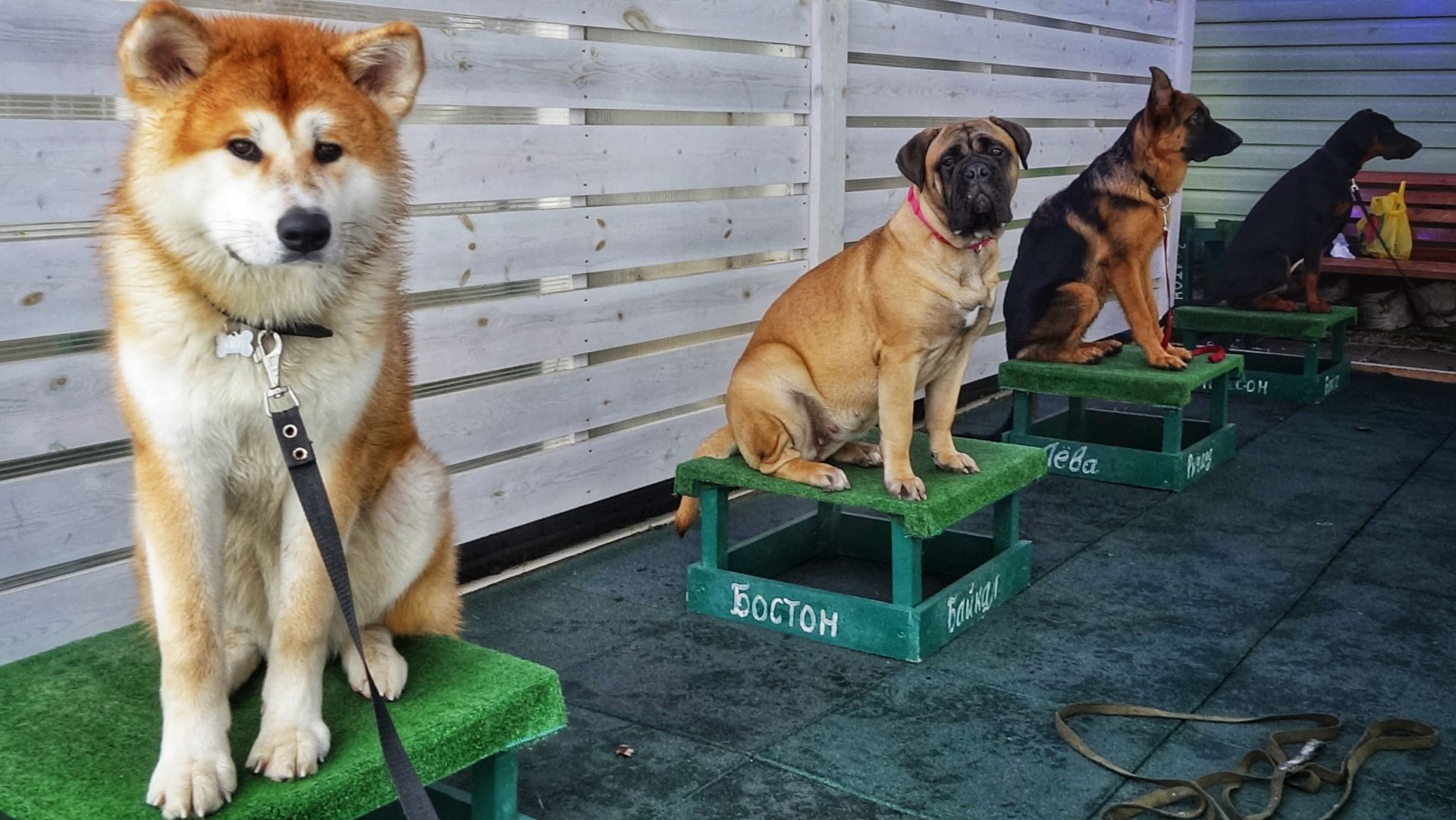 Группа старших щенков: базовый курс