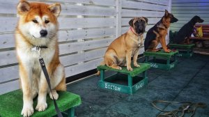 Группа старших щенков: базовый курс