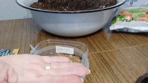 Садово-огородная сага. Сею петунии и лобелию.