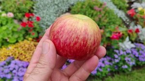 Медуница -  летний сорт яблони