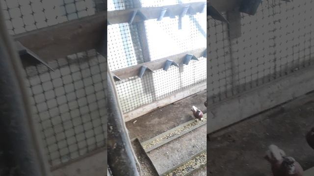 VID_20260305_140401.mp4