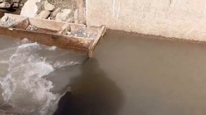 Река полна кетой. Рыба идет на нерест в ручей, где когда-то появилась на свет