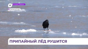 В акваториях Приморья наступил процесс необратимого разрушения льда