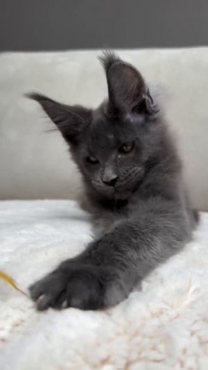 Автор видео: buttercupcake_mainecoon