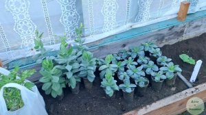 Дача. Посадка огурцов, перцев,томатов и цветов на даче