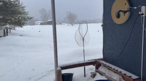 Сегодня опять раздали по два хвоста форели в подарок