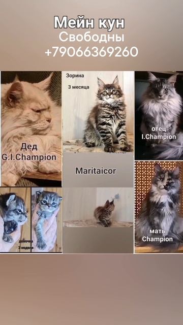 3 месяца Мейн куны