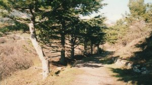 Ялта. Дарсан. Вспоминаем, любуемся...Что там сегодня