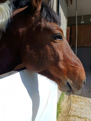 Тренеровка - вызов принят хоббихорс!