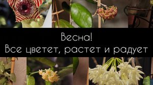 весна! все цветет,растет и радует.