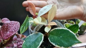 Комнатные цветы купленные на Татьянин день. Обзор адаптации через месяц