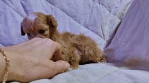 Мальтипу микро