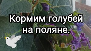 05-03-2026. Кормим голубей на поляне.