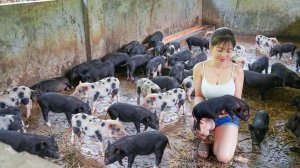 Ремонт и дезинфекция загона для свиней. Покупка поросят и заготовка маниоки для корма животным. Нхат