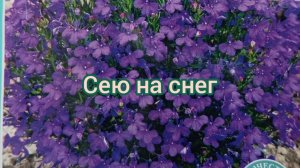 СЕЮ НА СНЕГ🌺05.03.26г