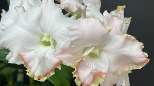 Орхидея невиданной красоты 🤩🤩🤩