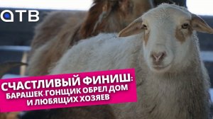 Счастливый финиш: барашек-гонщик обрел дом и любящих хозяев