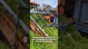 Собирать урожай с такой техникой - одно удовольствие.