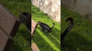 Малая София и прогулка по закаулкам Стамбула 4.03. Мир Универсологии