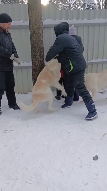 К прекрасной САО Наргиз 🌸 приезжали гости❗Пост в описании 🎥 #алабай #сао #среднеазиатскаяовчарка