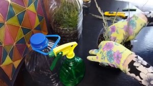 Февральское черенкование туй и можжевельников. (часть1)