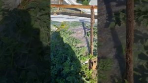 Много арбузов 26.0624г Лен.обл.Ломоносовский район . Прошло 39 дней как посадил арбузы