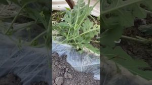 06.06.25г Арбуз.Лен.Область. Открытый грунт. Чарльстон грей, Скиф, Бедуин , атаман, Майбах, топ Ган