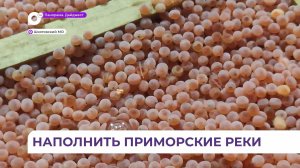 В Шкотовском округе Приморья создан комплекс для выращивания лососёвой рыбы