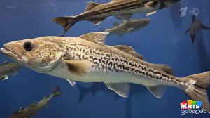 Минтай - мусорная рыба? Жить здорово! Фрагмент выпуска от 05.03.2026