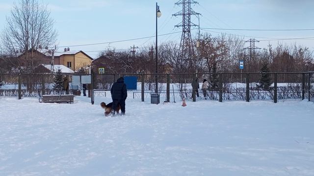 2.  выражено/перв ANTENOR HOF CHILI KARTER (Рыжая Бестия Халк – Antenor Hof Kvinta)