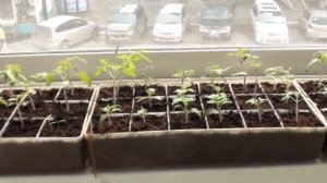 Выращивание рассады томатов в домашних условиях 2021 год