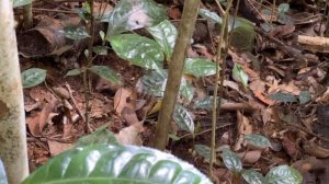 Маленькие экзотические тенреки