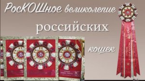 Выставка «Лучшие кошки России»