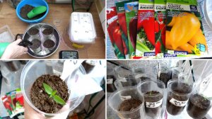 Посев проросших семян перца в грунт🌶️